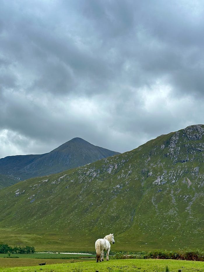 A lone white horse stands against the stunning mountain backdrop of the Scottish Highlands.